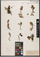Foto von Salix reticulata L.